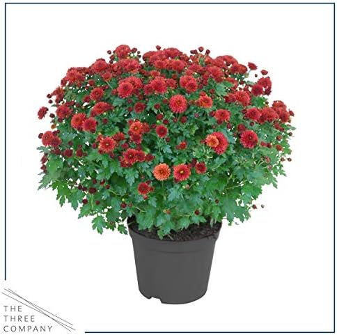Chrysanthemum (2 Pack) - Red Blooms, Live Fall Flowering Perennial, 13" Tall by 12" Wide in 3 Qt Pot - Image 3