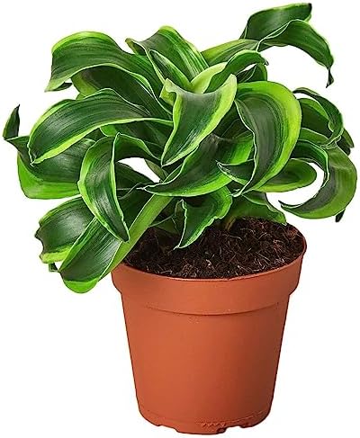 Dracaena Tornado Live Plant for Indoor | Houseplants in 4'' & 6'' Pot by ThirstyLeaves