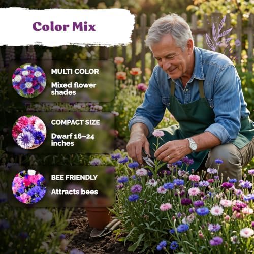 800 Polka Dot Mix Dwarf Cornflower Heirloom Flower Seeds, Centaurea Cyanus - Image 4