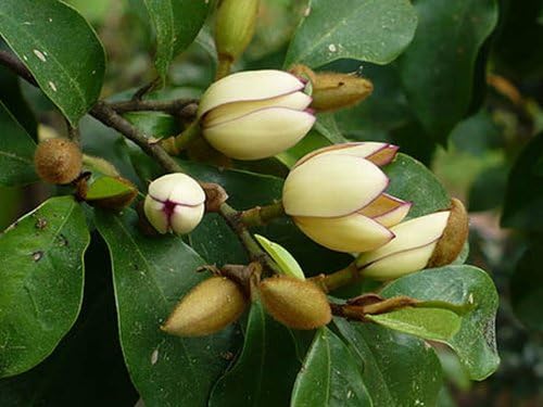 Banana Bush - Magnolia figo - Live Plant - Fragrant Pastel Yellow Pink Flower - Emerald Goddess Gardens - Starter Sz 4 Inch Pot - Image 2