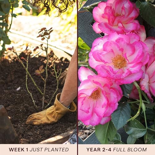 Heirloom Climbing Roses, Live Own Root Plant, Kiss of Desire - Image 3