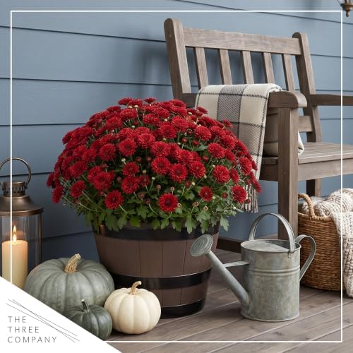 Chrysanthemum (Wine Barrel Deco Pot), Red Blooms, Live Fall Flowering Perennial, 15" Tall by 12" Wide in 3 Qt Pot - Image 7