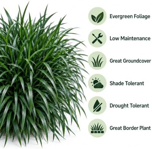 10 Mondo Liriope Monkey Grass Live Plant 3in Pot- Perennial (10 Pack) - Image 3