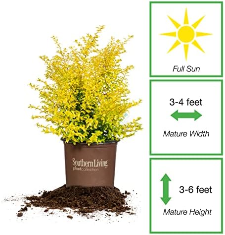 Perfect Plants Sunshine Ligustrum Shrub, 3 Gallon, Golden Evergreen - Image 2
