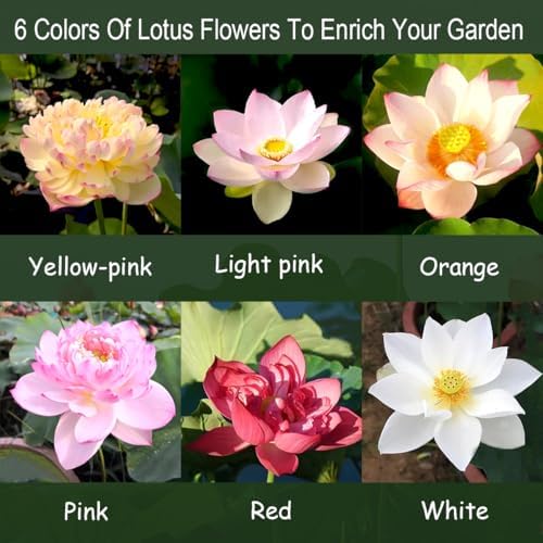 120 Pcs Mixed Color Bonsai Bowl Lotus Seeds,Easily Low Maintenance for Water Features Bonsai Lotus Flower Ornamental Pond and Home Planting - Image 4