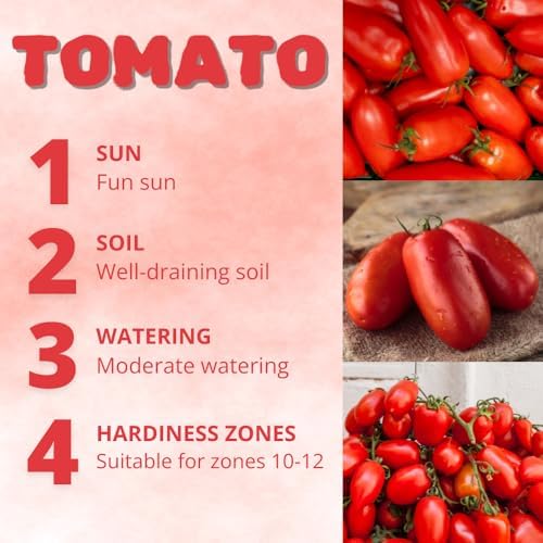 Red Tomato Live Plant, Vegetable Seedling, 4-7 Inch Tall, 4 Inch Pot - Image 2
