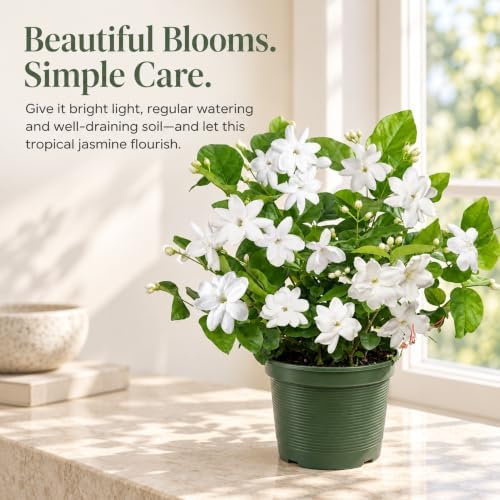 Sambac Arabian Jasmine Live Plant, Rare Fragrant Indoor Outdoor Houseplant - Image 4