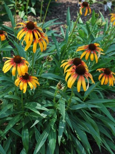Perennial Farm Marketplace Echinacea ‘Fiery Meadow Mama’ (Coneflower) Live Perennial, Size-#1 Container, Golden Yellow Flowers with Red-Infused Centers, Zones 5-9 by PerennialFarmMarketplace