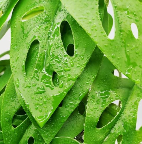 Fake Reptile Plants for Terrarium,Hanging Plant with Suction Cup - Image 4