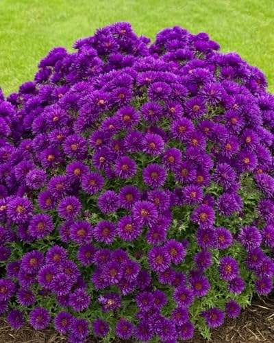 Perennial Farm Marketplace Aster novae-angliae ‘Grape Crush’ (New England Aster) Native Live Perennial, Size-#1 Container, Deep Purple Fall Flowers, Zones 4-8 - Image 2