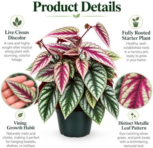 Cissus Discolor Vining Live Plant Starter - Rare Rex Begonia Vine - Image 3