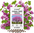 50 Judas Tree Seeds | Cercis Siliquastrum Flowering Tree Seeds by CZGrain