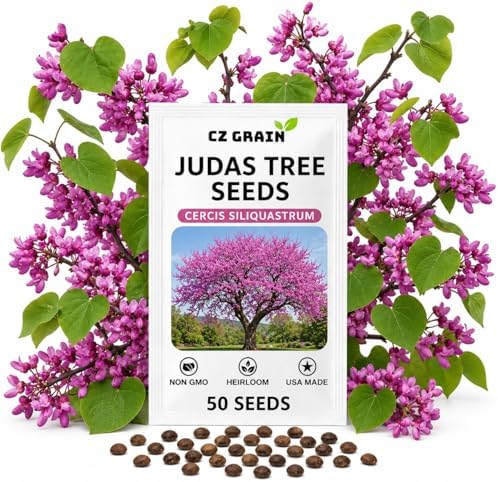50 Judas Tree Seeds | Cercis Siliquastrum Flowering Tree Seeds by CZGrain