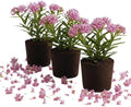 3 Pink Milkweed Live Plants, Asclepias Tuberosa, 4-6 Inch Tall by PlantsSeedsBulbs