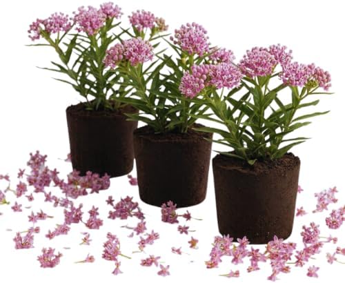 3 Pink Milkweed Live Plants, Asclepias Tuberosa, 4-6 Inch Tall by PlantsSeedsBulbs