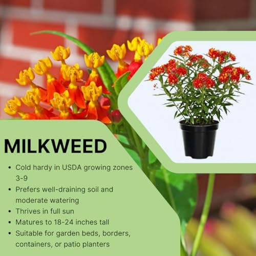 2 Red Milkweed Asclepias Live Plants, Flowering Plant, 5-8 Inch Tall - Image 4