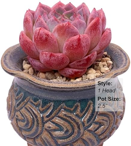 Echeveria Strawberry Shake Rare Live Succulent Plants, 1 Head Pot Size 2.5" Pink Live Plant, Excludes Pot & Soil, Garden Indoor Office Desk, Wedding Party Baby Shower Decor, Gift for Plant Enthusiasts - Image 3