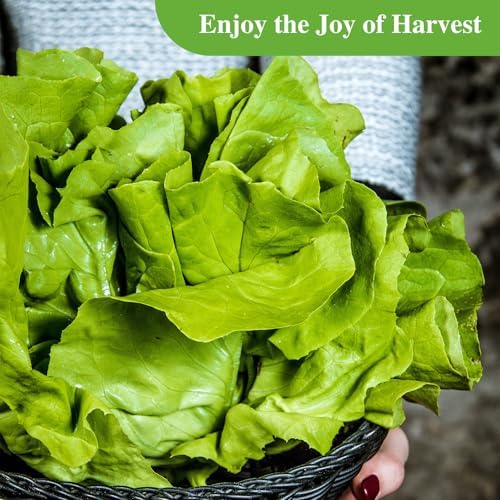 Groundio Buttercrunch Lettuce Seeds, Heirloom Non GMO Vegetable Seeds for Planting Outdoor, Indoor & Hydroponic, Garden Green Leaf Seeds for Salad - Image 7