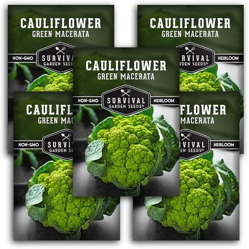 Green Macerata Cauliflower Seeds for Planting, 5 Packs by SurvivalGardenSeeds
