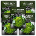 Green Macerata Cauliflower Seeds for Planting, 5 Packs by SurvivalGardenSeeds