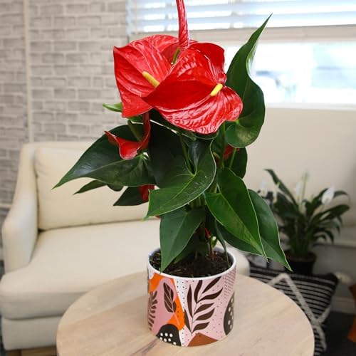 Red Anthurium Live Plant Decor 10-12" in Modern Planter, Plant Lover Gifts for Plant Lovers, Live Plants Indoor Plants Live Houseplants, Real Plants Indoor House Plants Easy Plants by Plants for Pets - Image 4