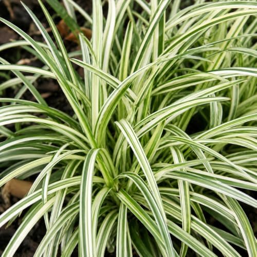 Silver Dragon Lilyturf (Liriope) Grass - Gallon Pot - Image 7