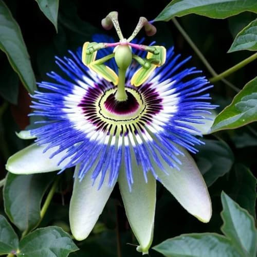 Rare Blue Passion Flower Live Plant, Flowering Vine, 4-8 Inch Tall - Image 2