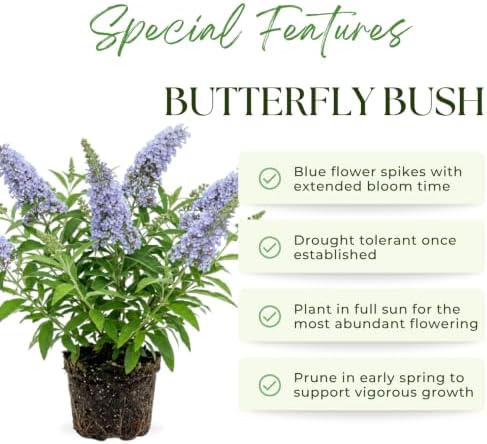 Light Blue Butterfly Bush Live Plant, Border Flower Shrub, 4-6 Inch Tall - Image 2