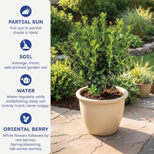 Dwarf Burford Holly, Live Evergreen Shrub, 3 Gallon - Image 6