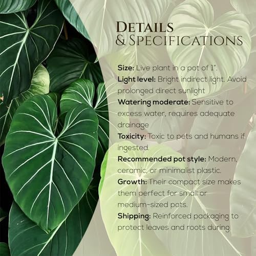 Philodendron Gloriosum Plant (4 Pack) Live Starter Plug Plants, Rare Indoor Tropical Houseplants, Velvet Leaf Philodendron, Easy Care Foliage Plants Live - Image 3