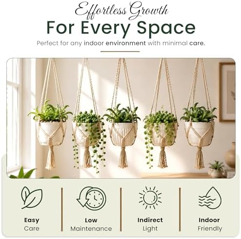 Live Trailing Succulent Plants, Rooted String Varieties, 5-Pack, 2 Inch Pot - Image 3