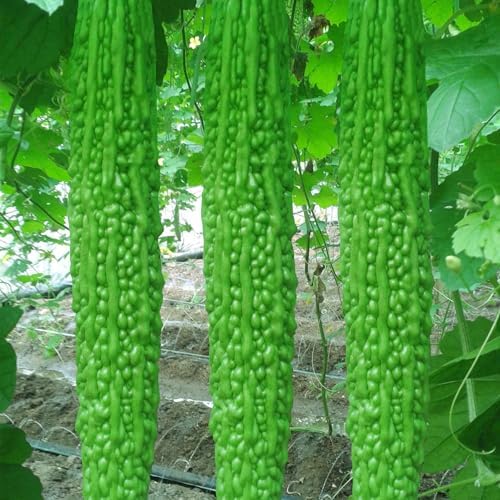 Long Bitter Melon Seeds 30pcs - Bitter Gourd Heirloom Non-GMO Bittermelon Seeds with Easy to Follow AKA. Bitter Gourd, Bitter Squash, Balsam Pear, Kyushu, Karela, Goya - Image 4