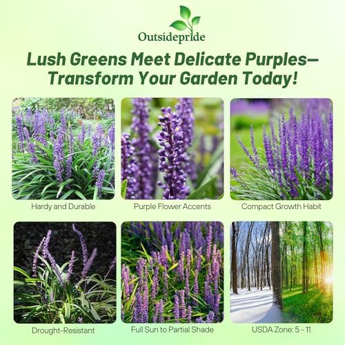 Outsidepride Liriope Muscari Monkey Grass Seeds - 50 Pcs Perennial Ornamental, Drought-Tolerant Lilyturf Ground Cover Seeds - Image 2