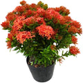 Dwarf Ixora Live Plant Red Flowering Ixora Tree Tropical Flowering Shrubs Flame of the Woods Plant 1-2 Ft Tall 3 Gal Pot, No Ship CA by MocNursery