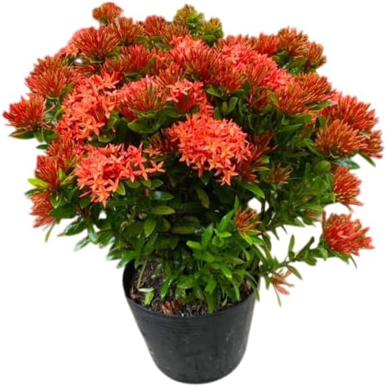 Dwarf Ixora Live Plant Red Flowering Ixora Tree Tropical Flowering Shrubs Flame of the Woods Plant 1-2 Ft Tall 3 Gal Pot, No Ship CA by MocNursery