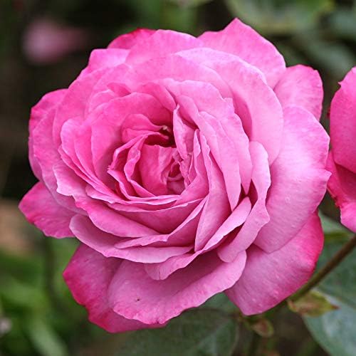 Heirloom Hybrid Tea Roses, Live Own Root Plant, The Heirloom by HeirloomRoses