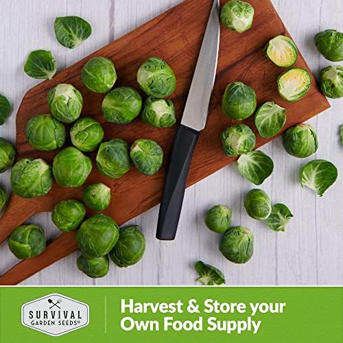 Long Island Improved Brussels Sprout Seeds for Planting (1 Pack) - Image 5