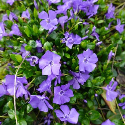 25 Vinca Minor Live Plants 6-8 Inc Tall, Periwinkle Ground Cover Plants by Unknown
