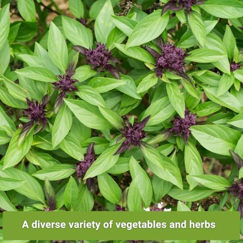 Sow Right Seeds - Asian Greens Seed Collection for Planting Home Garden - Image 3