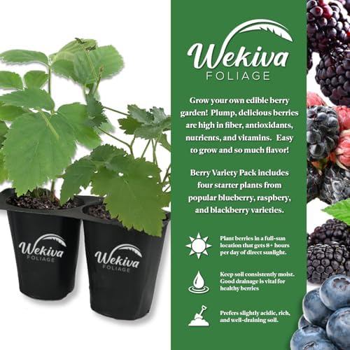 Berry Variety Pack - 4 Live Starter Plants - Growers Choice - A Selection of Blueberry, BlackBerry, and Boysenberry Varieties for Your Edible Garden - Image 2