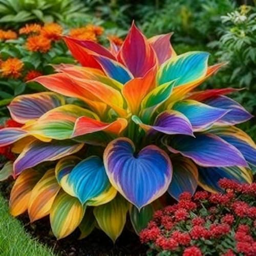 375+ Rainbow Hosta Seeds Heart Shaped Leaves, Hostas Seed for Planting Drought Tolerant Colorful Hosta Plants Outdoor Garden - Image 3