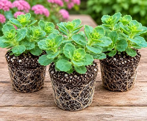 Gold Stonecrop Live Rooted Plant Plugs – Hardy Succulent Ground Cover Starter Plants – Pink Fall Blooms – Drought Tolerant Perennial Sedum for Outdoor Gardens & Rock Gardens (1 Plugs) - Image 2