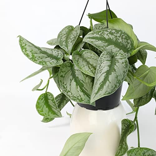 Silver Satin Pothos Plant Live Plant Hanging Basket, Silver Pothos Hanging Plant Live House Plants Indoors, Real Plants Indoor Live Plants Indoor Plants Live Houseplants Live Indoor by Plants for Pets - Image 4