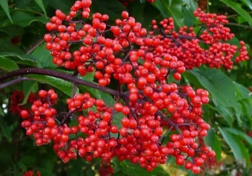 Live Scarlet Elderberry Plant American Elderberries Bush Sweet Berries Tree Red Sambucus Elderberry Plant 5-8" Tall 4" Pot - Image 3