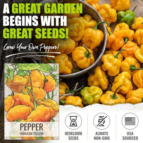 Seed Needs Jamaican Yellow Hot Pepper Seeds to Plant Vegetables - 2 Packs - Image 2