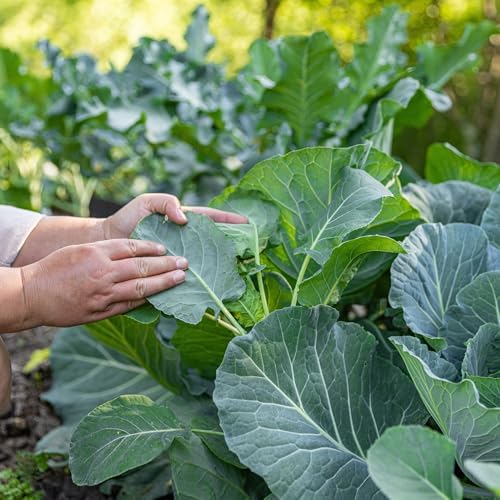 Bulk Collard Green Seeds for Planting - 1 Pound Over 128,000 Heirloom Non-GMO Georgia Southern Collard Seeds - Leafy Greens for Home Vegetable Garden - Image 3