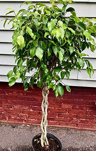 Ficus Benjamina Weeping Fig Braided Tree - Live Plant in a 10 Inch Pot - Ficus Benjamina - Beautiful Ornamental Interior Tree - Image 2