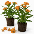 2 Orange Milkweed Live Plants, Flowering Plant, 4-7 Inch Tall by Unknown