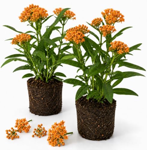 2 Orange Milkweed Live Plants, Flowering Plant, 4-7 Inch Tall by Unknown