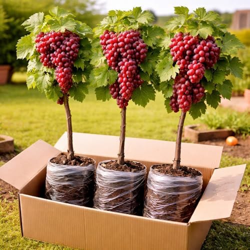 3 Red Grapevine Live Plants 1–2 Ft Tall – Vitis Vinifera Grape Vine – Sweet Table Grapes for Garden, Trellis, Pergola & Backyard Vineyard – Fast Growing Fruit Vine (3 Plants) by CZGrain